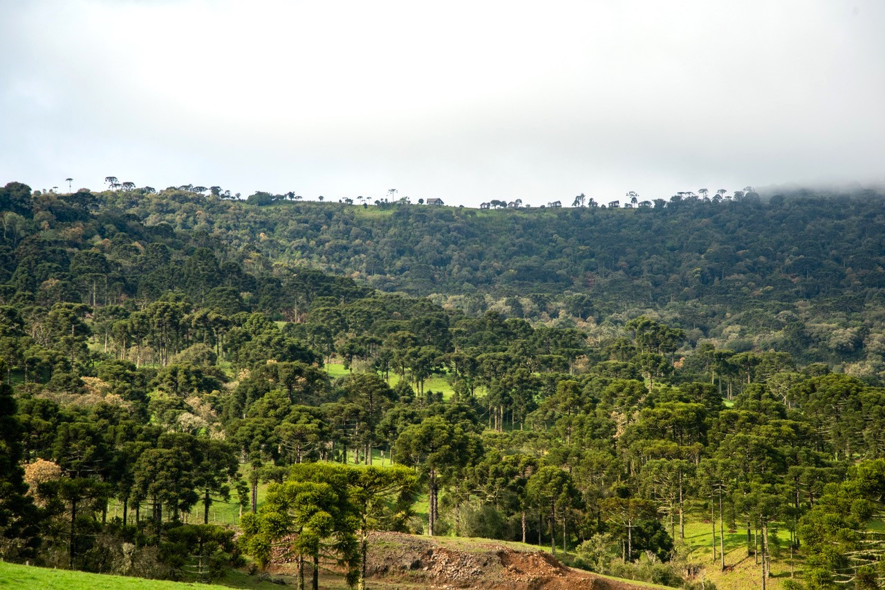 Paleoclimate and human activity shaped the Araucaria forest in Brazil