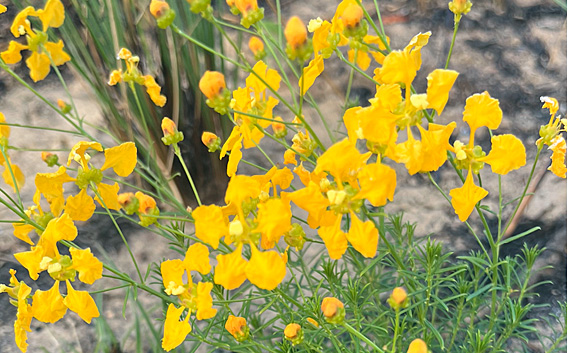 Non-graminoid herbaceous plants are fundamental for the preservation of the Cerrado