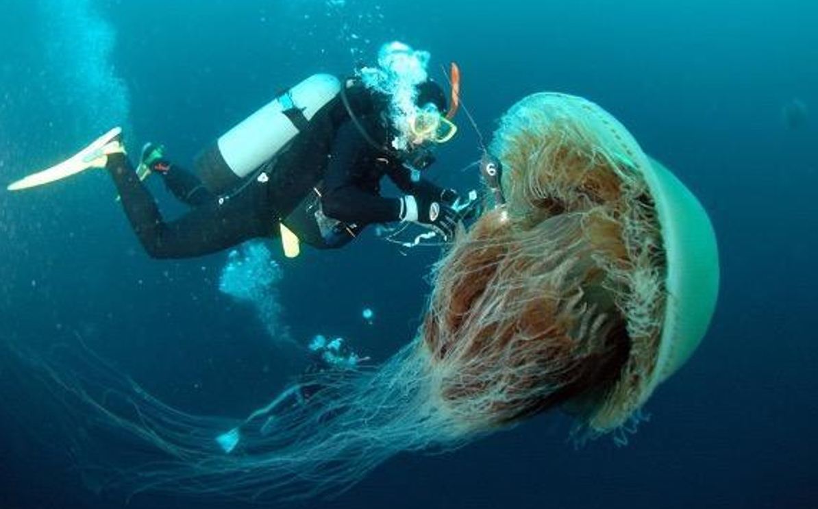 Book synthesizes knowledge from the past 50 years about the order of jellyfish that is home to giant species