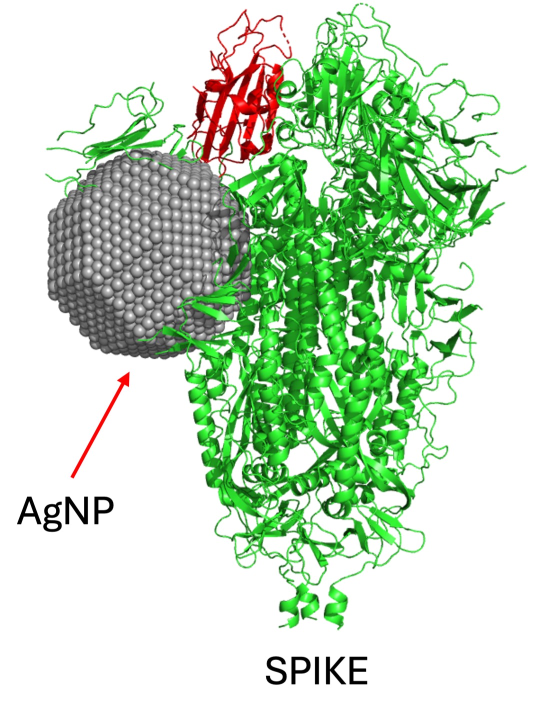 Silver nanoparticles produced by fungus could be used to prevent and treat COVID-19