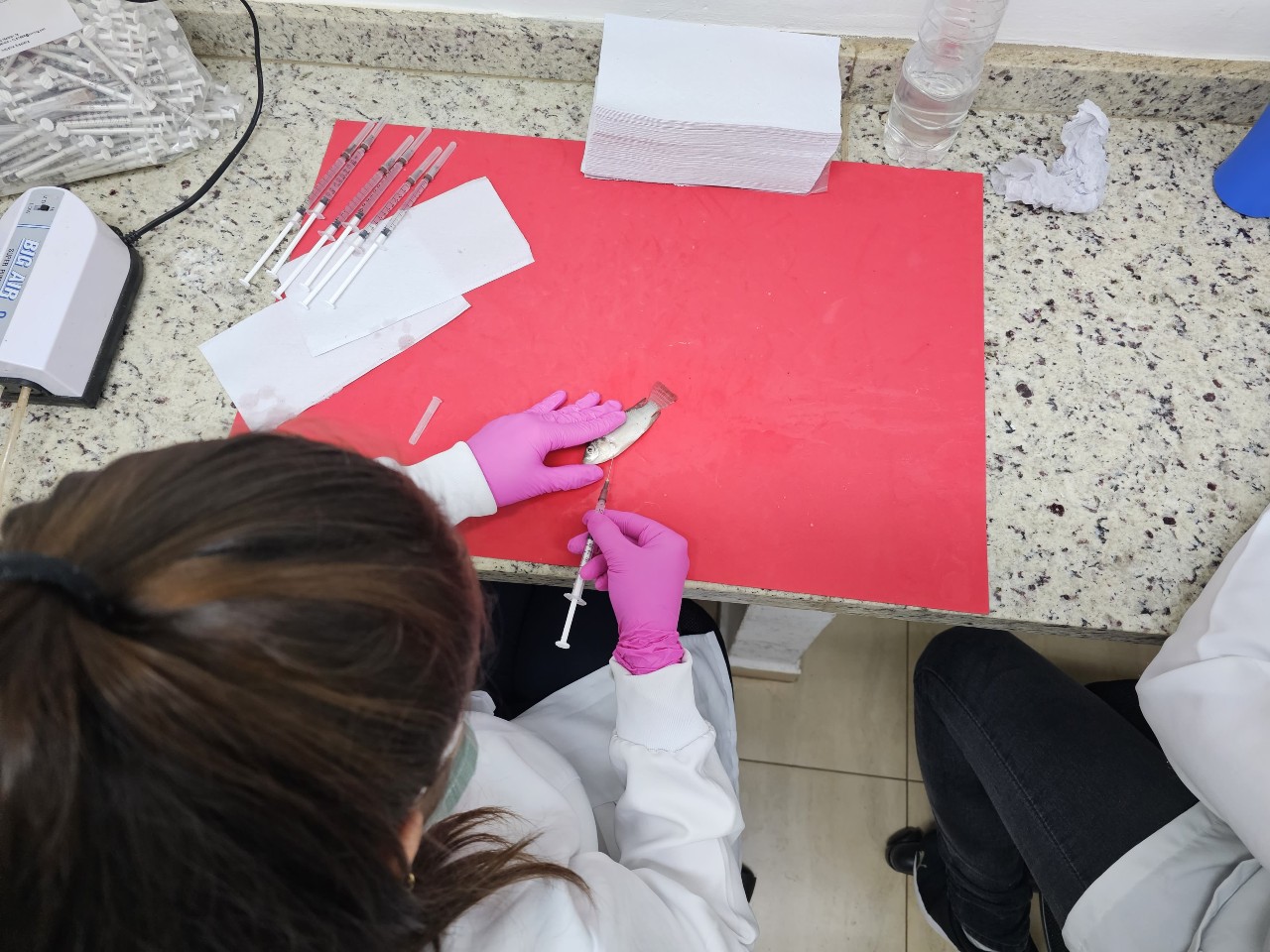 Nova geração de tilápias geneticamente resistentes a bactéria letal já é realidade e promete pescado mais seguro
