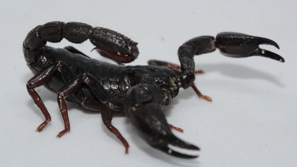 Amazon scorpion toxin kills breast cancer cells
