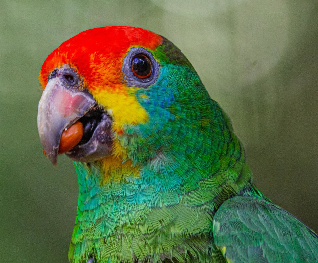 Papagaio-chauá volta ao seu hábitat em reserva de Mata Atlântica