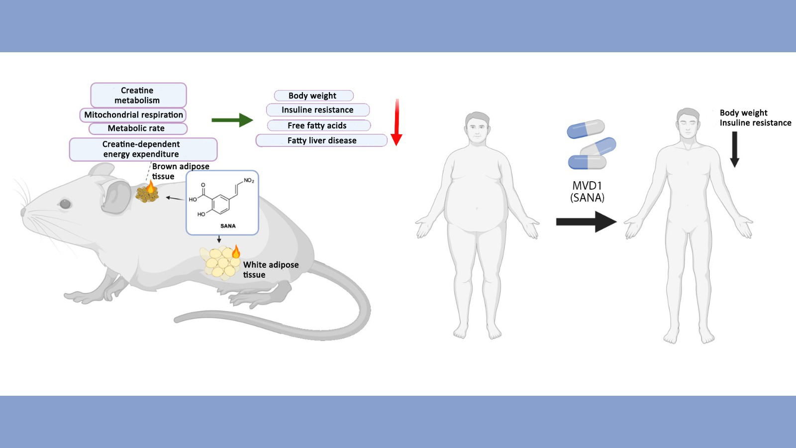 Article presents innovative drug for controlling weight and blood sugar