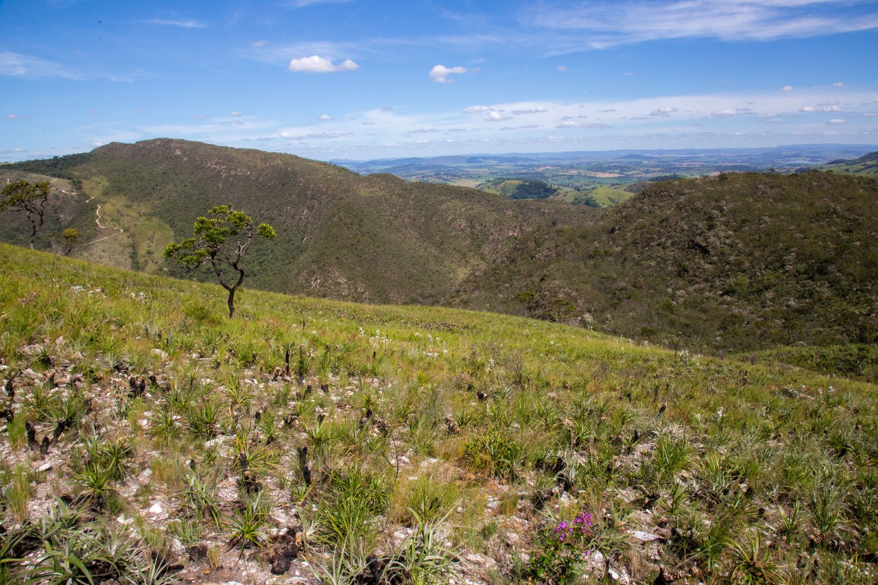Study resolves genetic controversy over iconic <i>campos rupestres</i> plant
