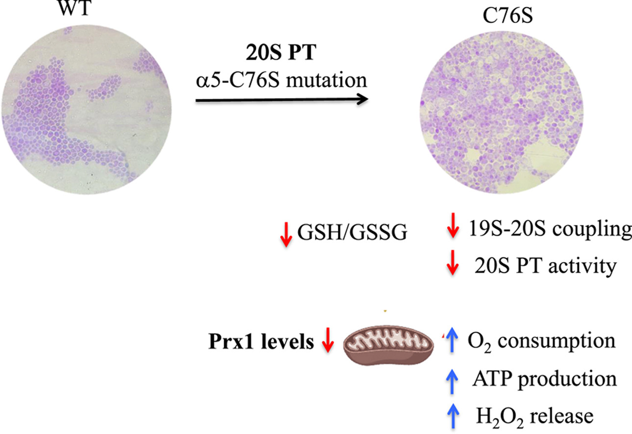 New model enables the study of how protein complex influences mitochondrial function