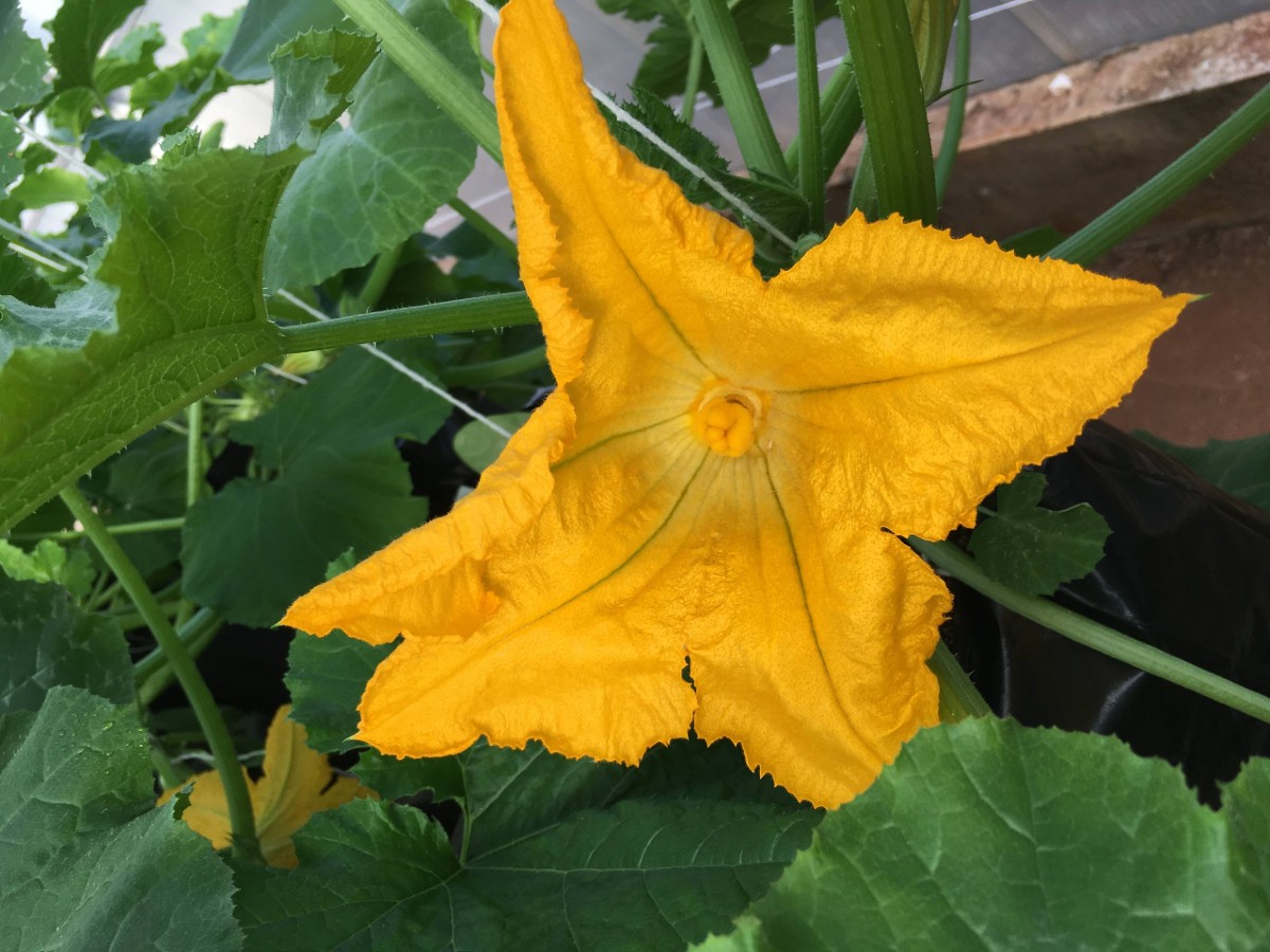 Secas podem reduzir valor calórico do néctar das flores em até 95%, aponta estudo