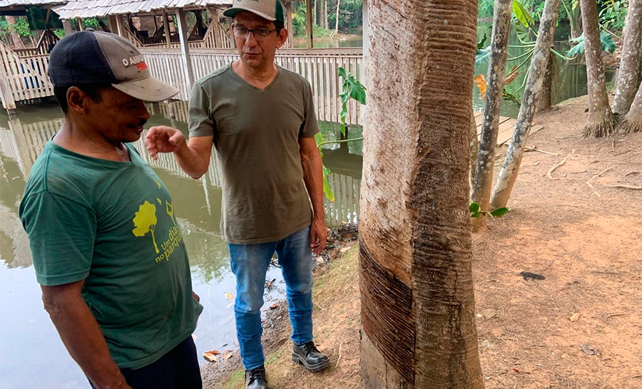 Unlike the rubber industry, the Brazil nut industry in Acre, Brazil, does not pay for social and environmental services