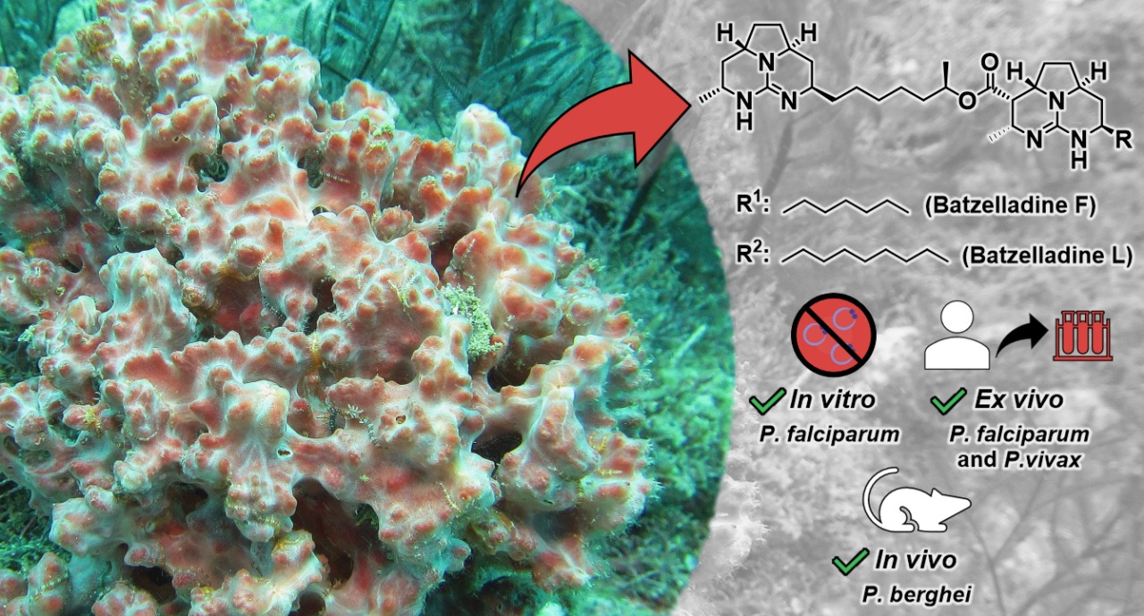 Substances isolated from marine sponges show potential for treating malaria