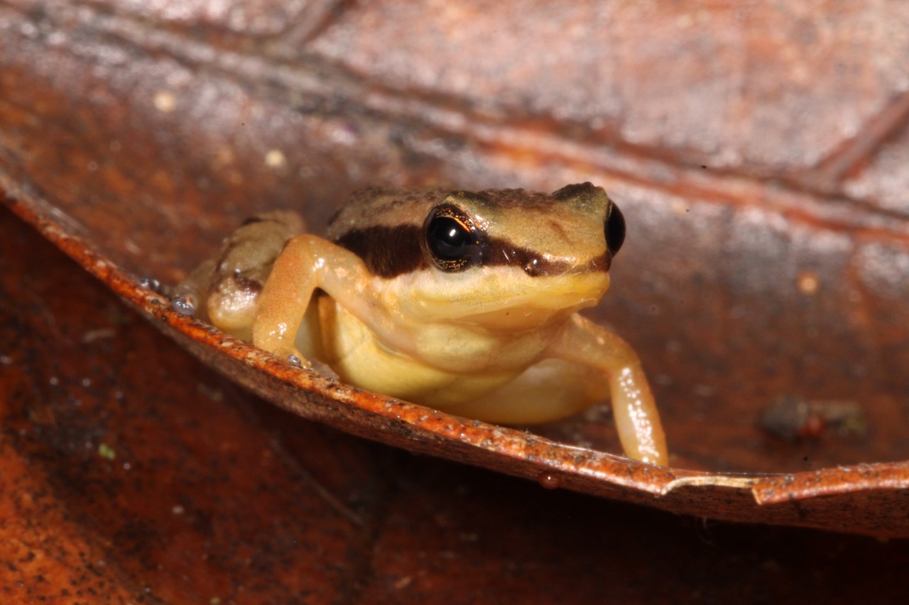 Historical and current population DNA reveals that there are at least 12 species of rocket frogs, three of which are already extinct
