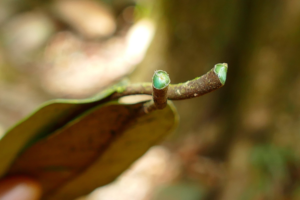 Estima-se que as hiperacumuladoras de metais representem apenas 0,2% de todas as plantas conhecidas atualmente; a Pycnandra acuminata (na foto) já é usada comercialmente para agromineração na Indonésia, por exemplo (imagem: Henry Benoît/Biodiversity4all)