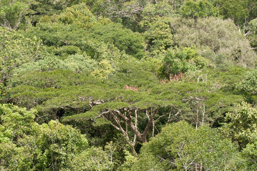 Secas mais frequentes e intensas reduzem capacidade da Amazônia de recircular água e estocar carbono