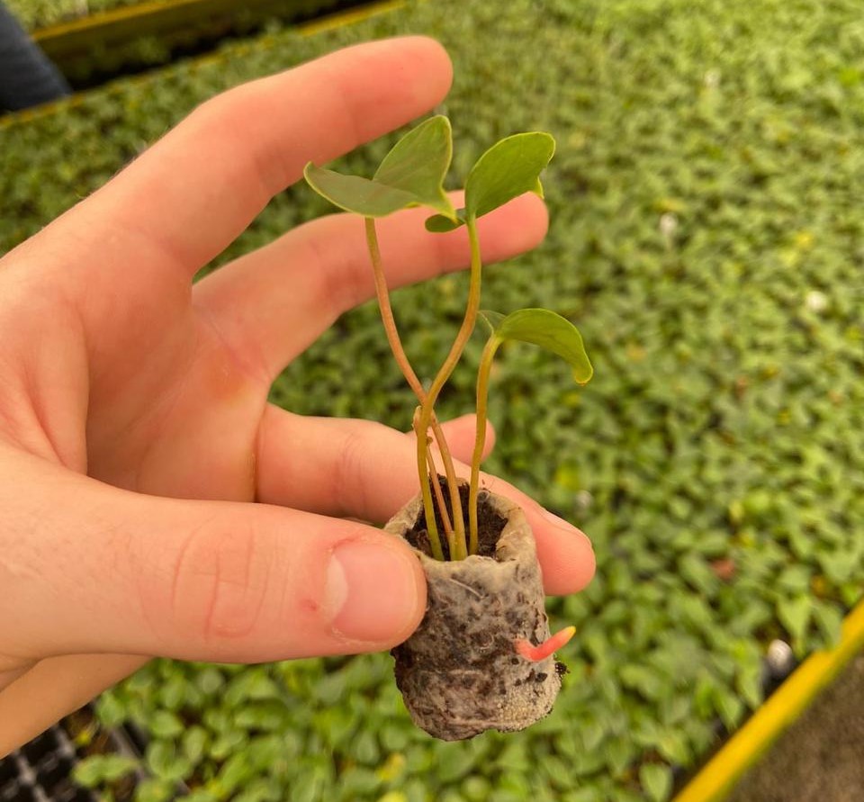 Material releases fertilizer to plants in a controlled manner and degrades after 90 days