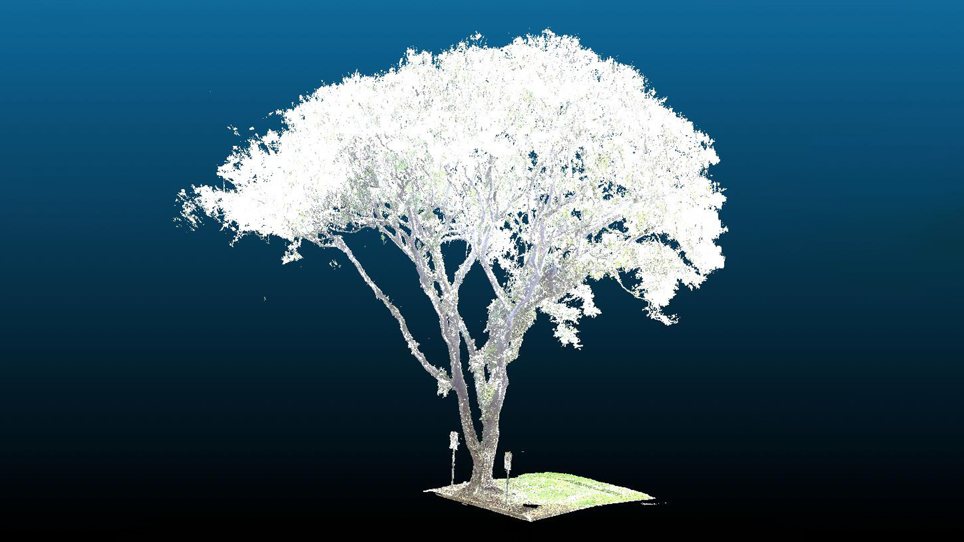 Researchers create “pruning software” to reduce risk of urban tree falls