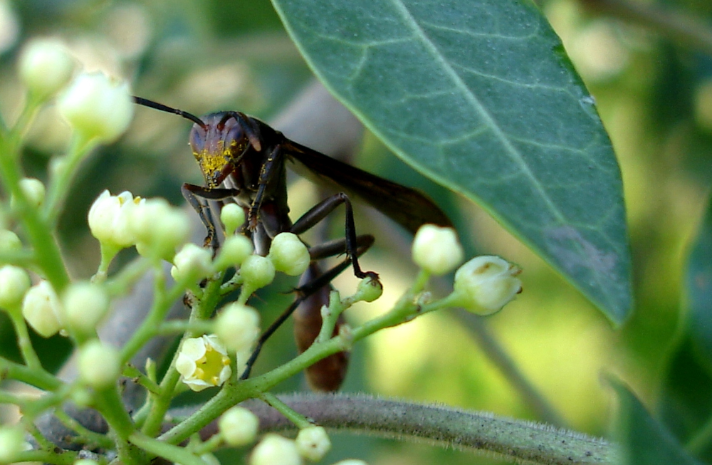 Para o desenvolvimento da pesquisa, estão sendo realizadas coletas mensais em área de mata e de cultivo de mandioca no município de Guajará (AM) até fevereiro de 2026 (imagem: Rafael Barbizan Sühs/Wikimedia Commons)