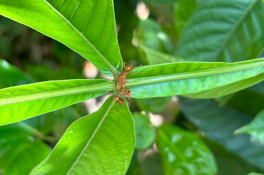 Conclusões da pesquisa são resultado da análise de dados publicados em 27 estudos empíricos sobre as relações entre formigas, polinizadores e plantas com nectários extraflorais (foto: Amanda Vieira da Silva/UFABC).