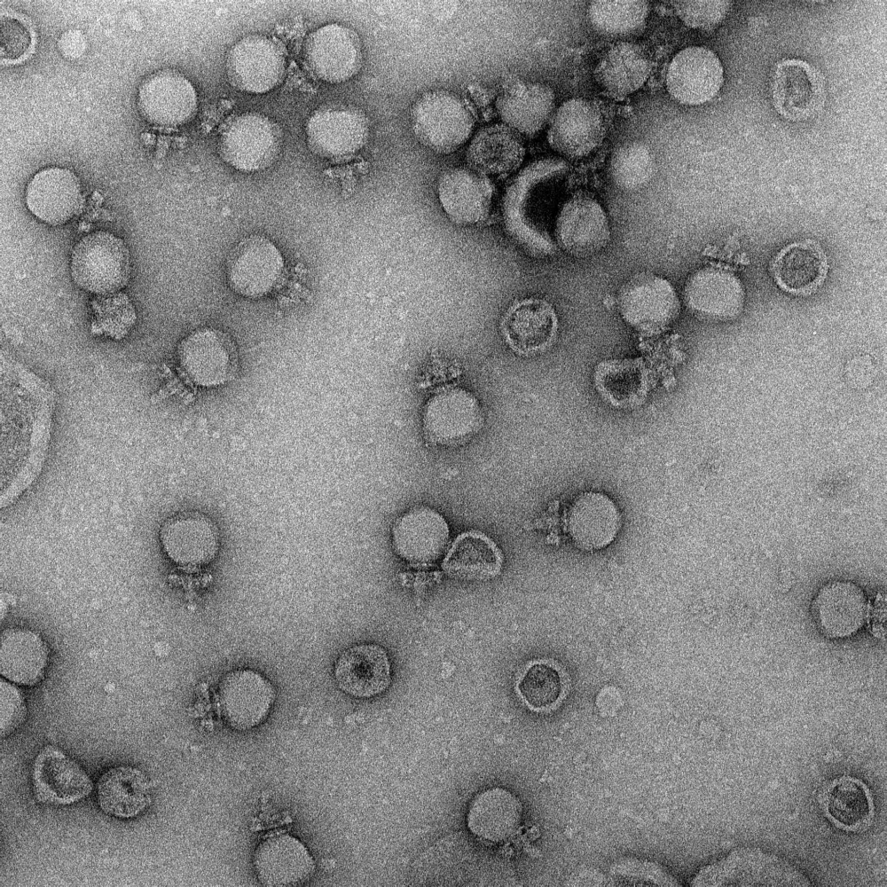 Brazilian company develops sustainable alternative to antibiotics for livestock