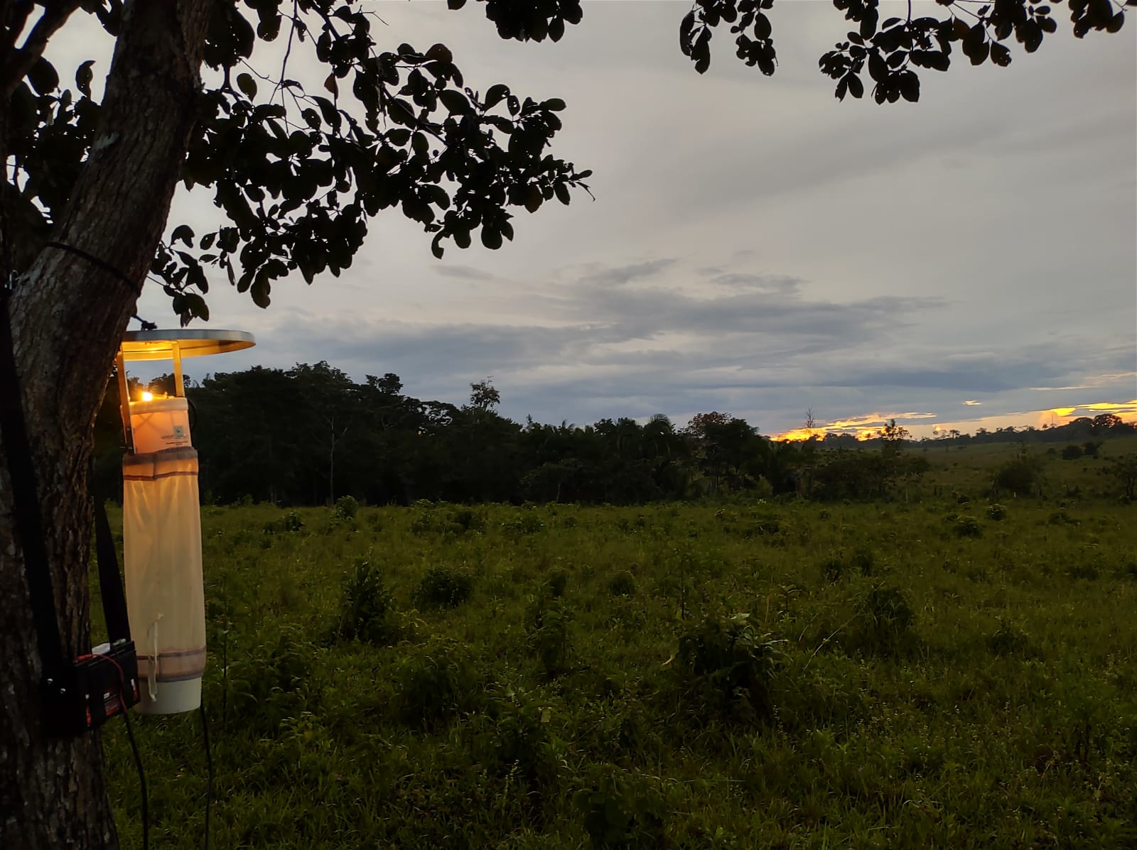 Risco de malária na Amazônia é maior em regiões parcialmente degradadas
