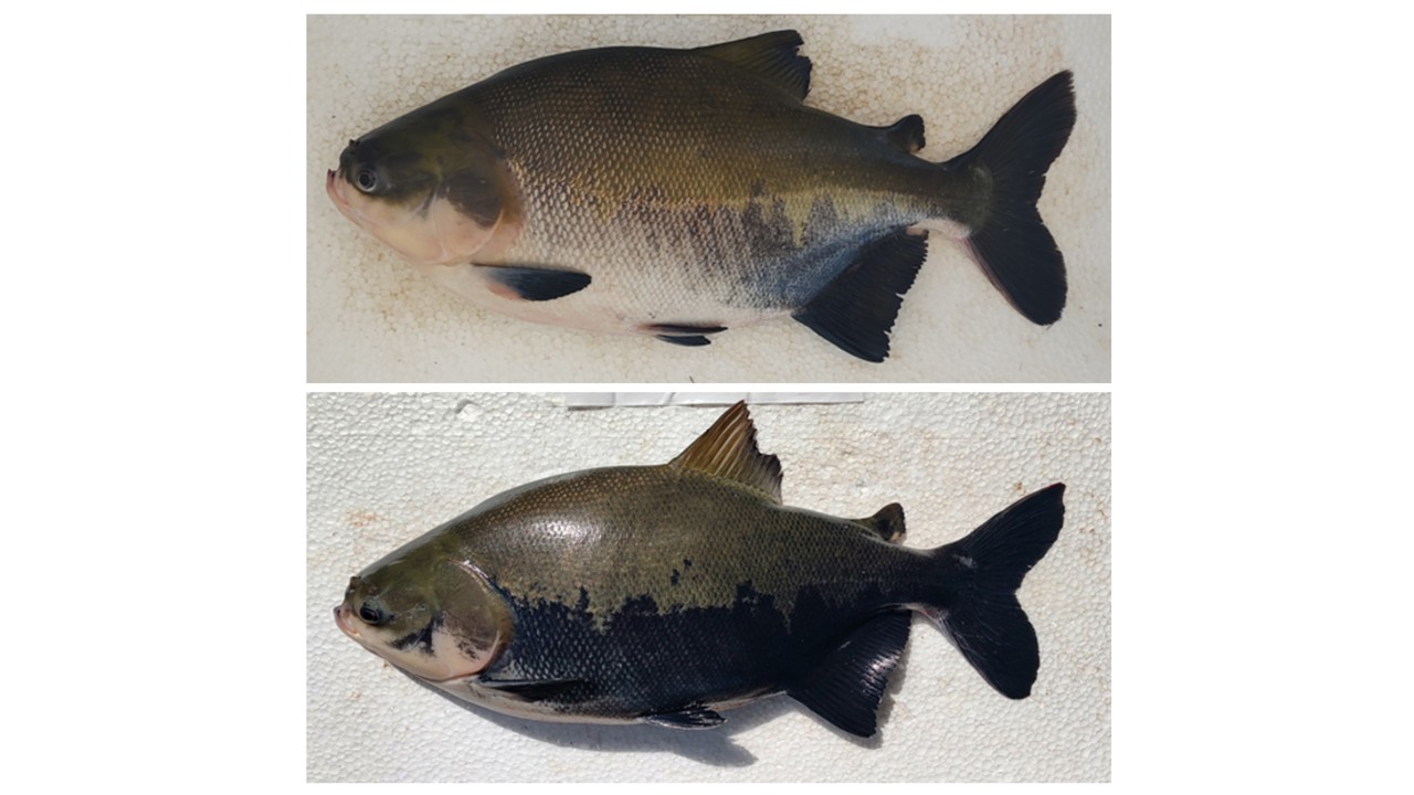 No alto, um tambaqui recém-saído de tanque normal de criação. Logo abaixo, o mesmo animal mais estressado e escuro depois de 10 dias em tanque de confinamento de 2 mil litros (foto: Celma Lemos/Caunesp).