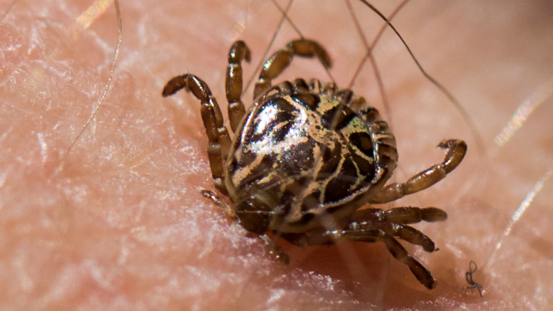 Molécula da saliva do carrapato pode abrir novas frentes contra a febre maculosa