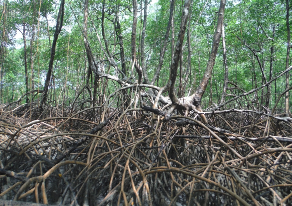 Iron oxides in mangrove soils boost carbon sequestration