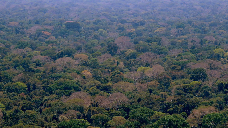 FAPESP lança chamada com Universidade da Guiana