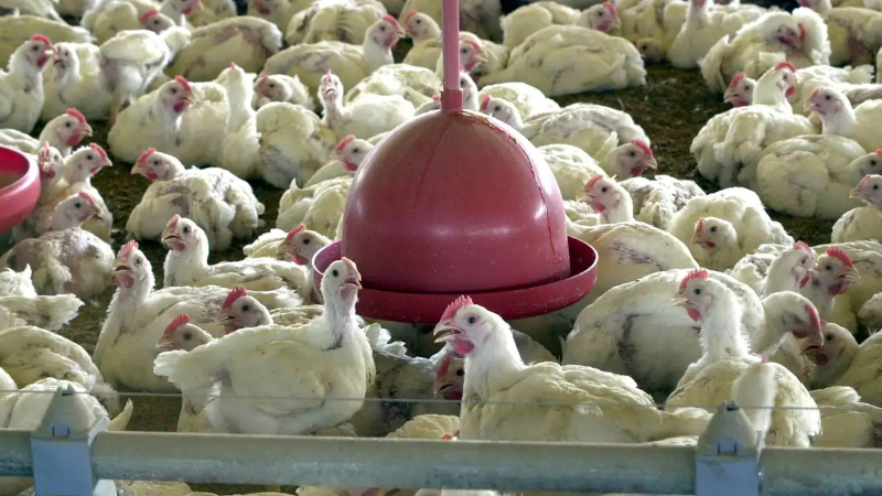 Programa Sistemas Alimentares Saudáveis destinará até R$ 2,5 milhões por projeto. (foto: Agência Brasil/arquivo).