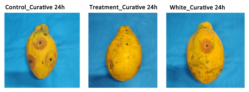 Essential oil-based solution protects fruit from fungi
