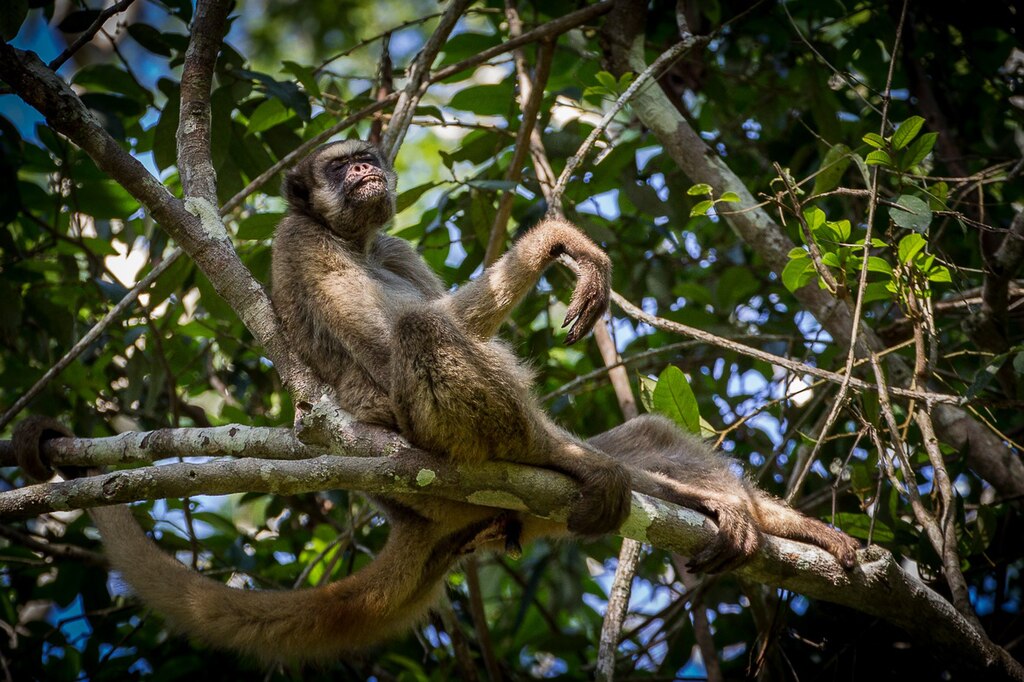 The largest primate in the Americas could lose up to 61% of its climatically suitable habitat by 2090