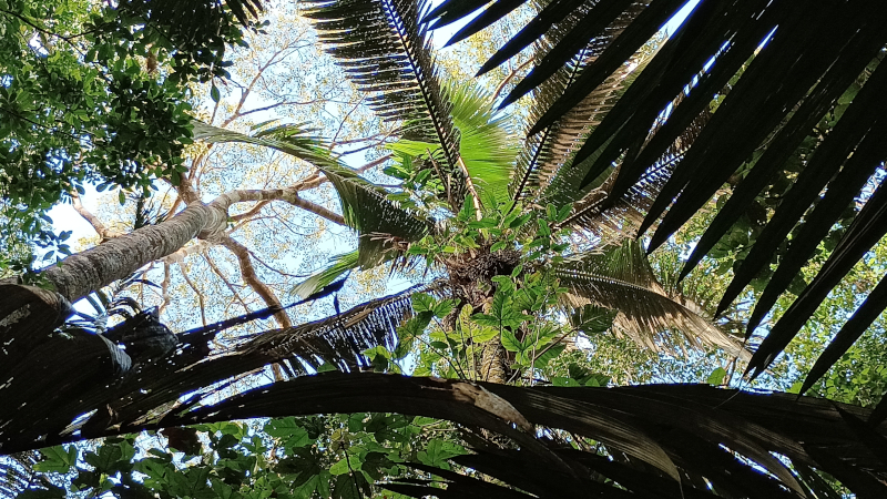 Palm trees are the Amazon’s ‘water tanks’