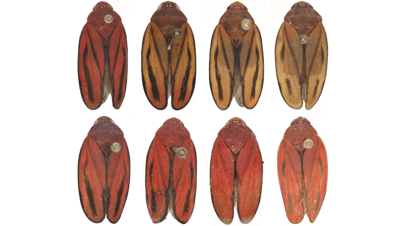 Descoberta de nova espécie de praga da cana-de-açúcar pode reduzir prejuízos