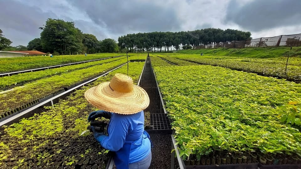 Brazilian startup aims to reforest one million hectares in the Atlantic Forest and the Amazon