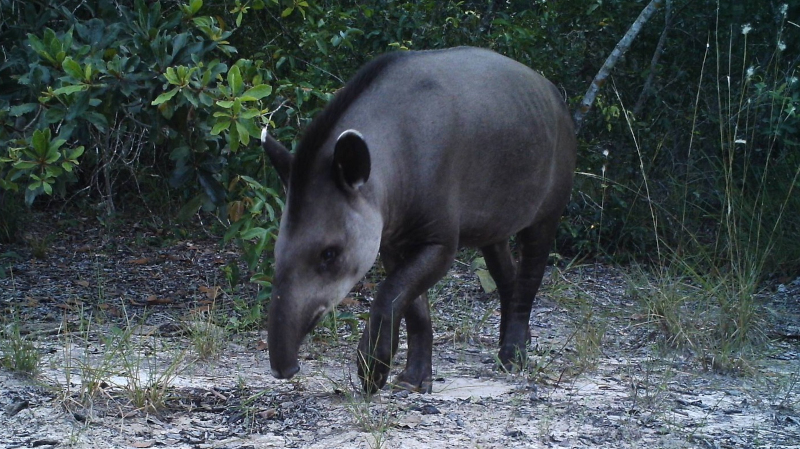 Perda de hábitat ameaça anta-brasileira na Mata Atlântica