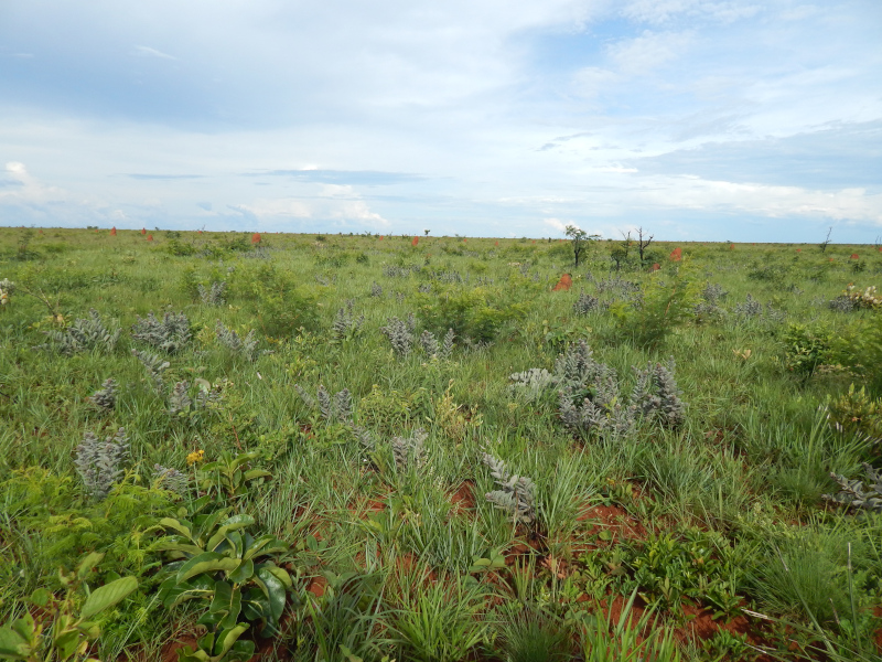 No Cerrado, a diversidade da flora está ligada a temperaturas mais altas e maior frequência de queimadas