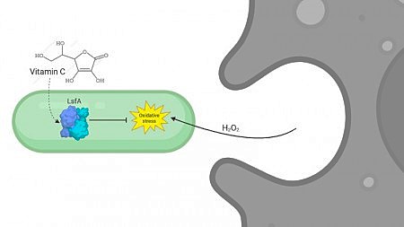 Research uncovers mechanism of bacterial resistance involving vitamin C