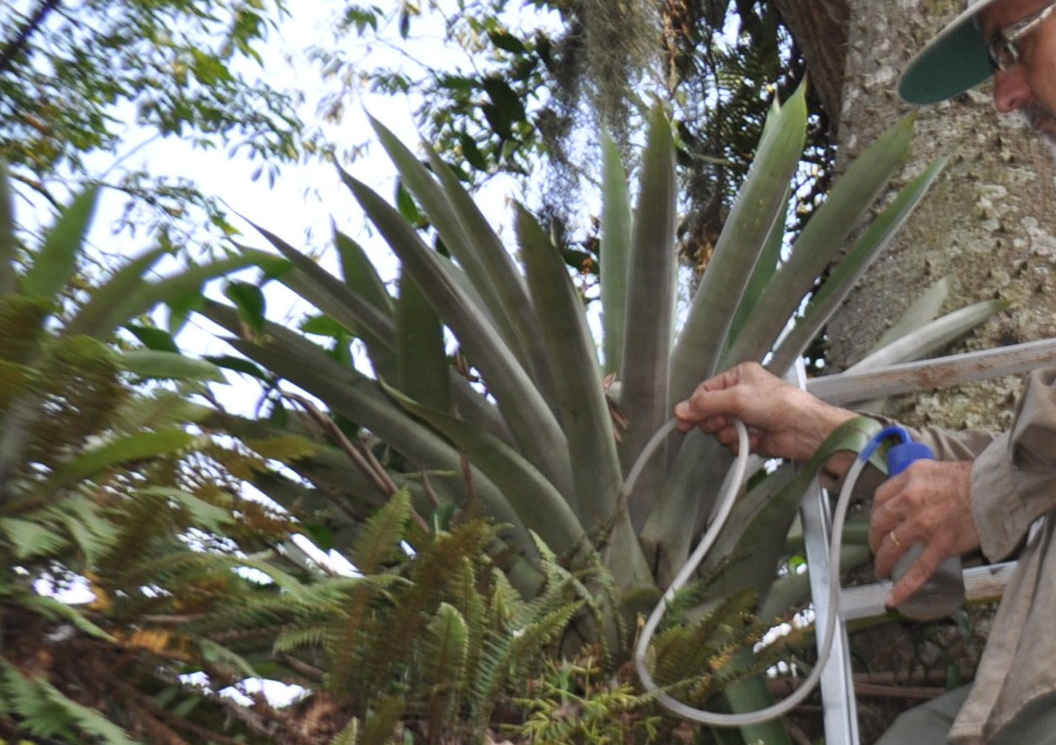 Rainfall and temperature shape mosquito fauna in Atlantic Forest bromeliads, including malaria vectors