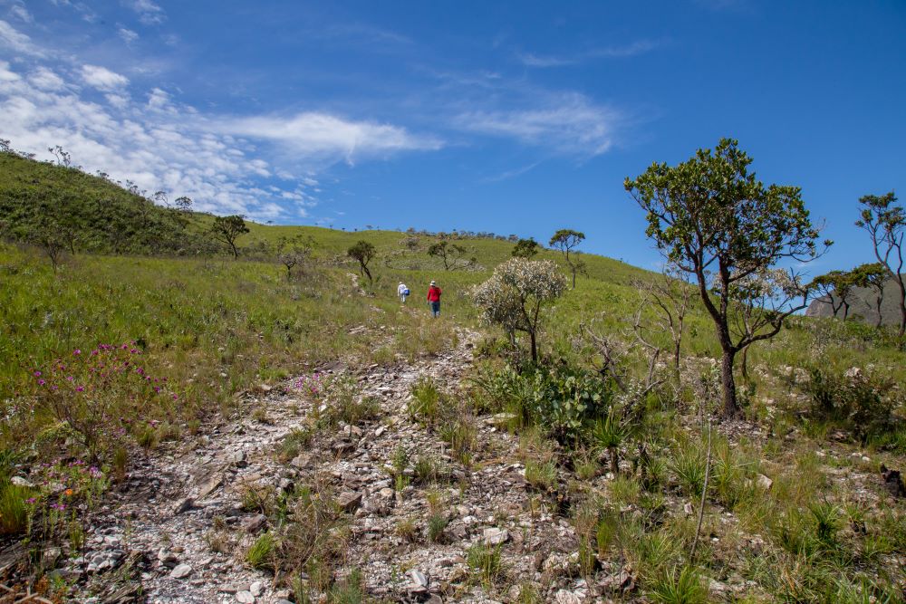Data from the largest mapping of microorganisms associated with rupestrian grassland plants have been released