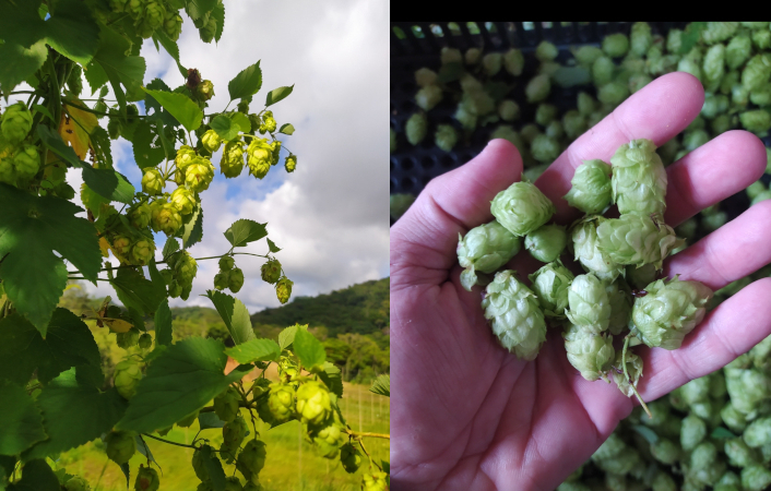 Technology boosts hop production in Brazil and paves the way for new bioproducts