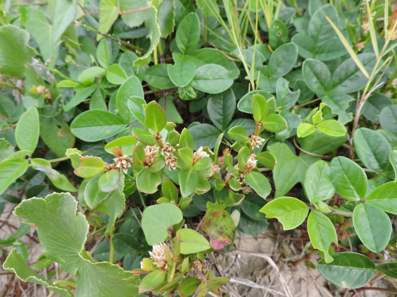 Estudo comprova, em modelos experimentais, ação anti-inflamatória, analgésica e antiartrítica de planta usada em medicina popular