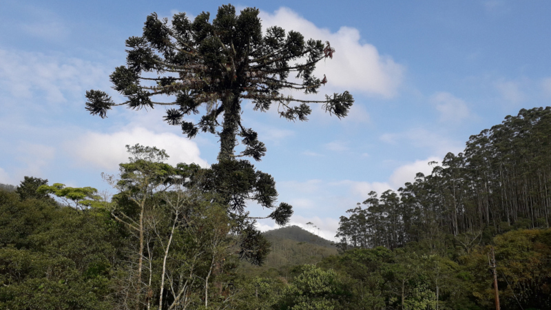 Non-timber products have the potential to finance reforestation projects
