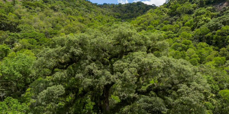 RCGI lança registradora de créditos de carbono com rigor científico