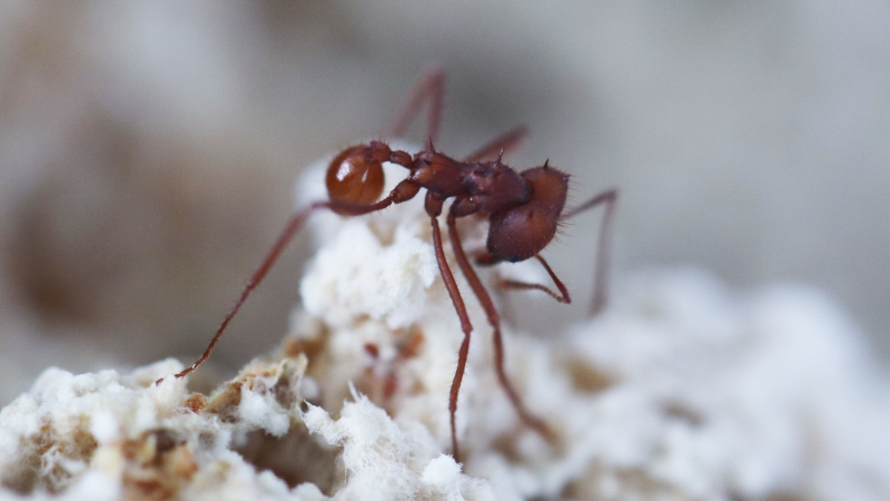 Parasitic fungus may have emerged 18 million years before the ants with which it lives today