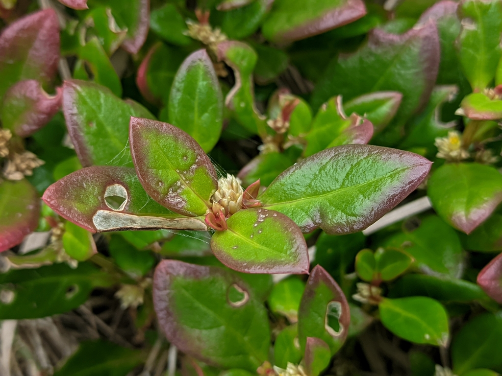 Study proves the anti-inflammatory, analgesic, and anti-arthritic actions of a plant used in folk medicine