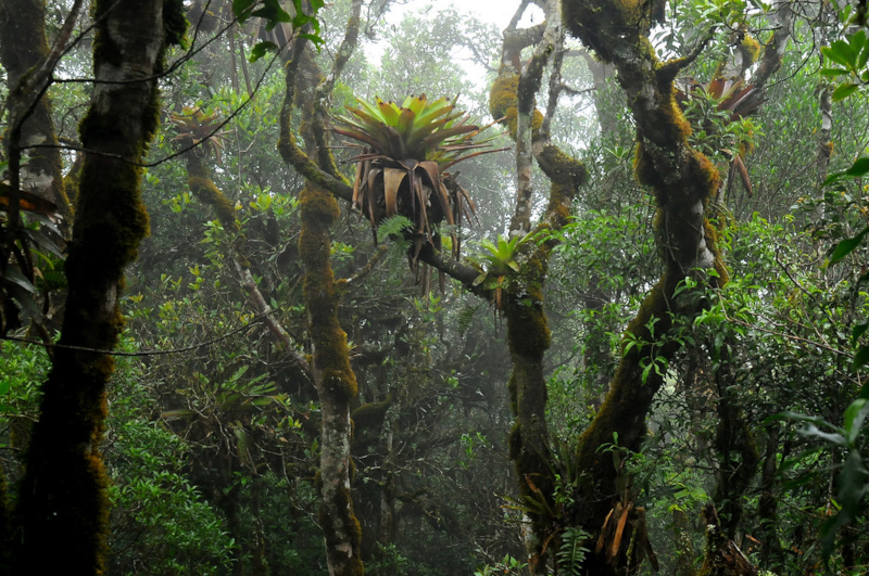 Bromélias promovem a diversidade de plantas na floresta enriquecendo o solo com nutrientes