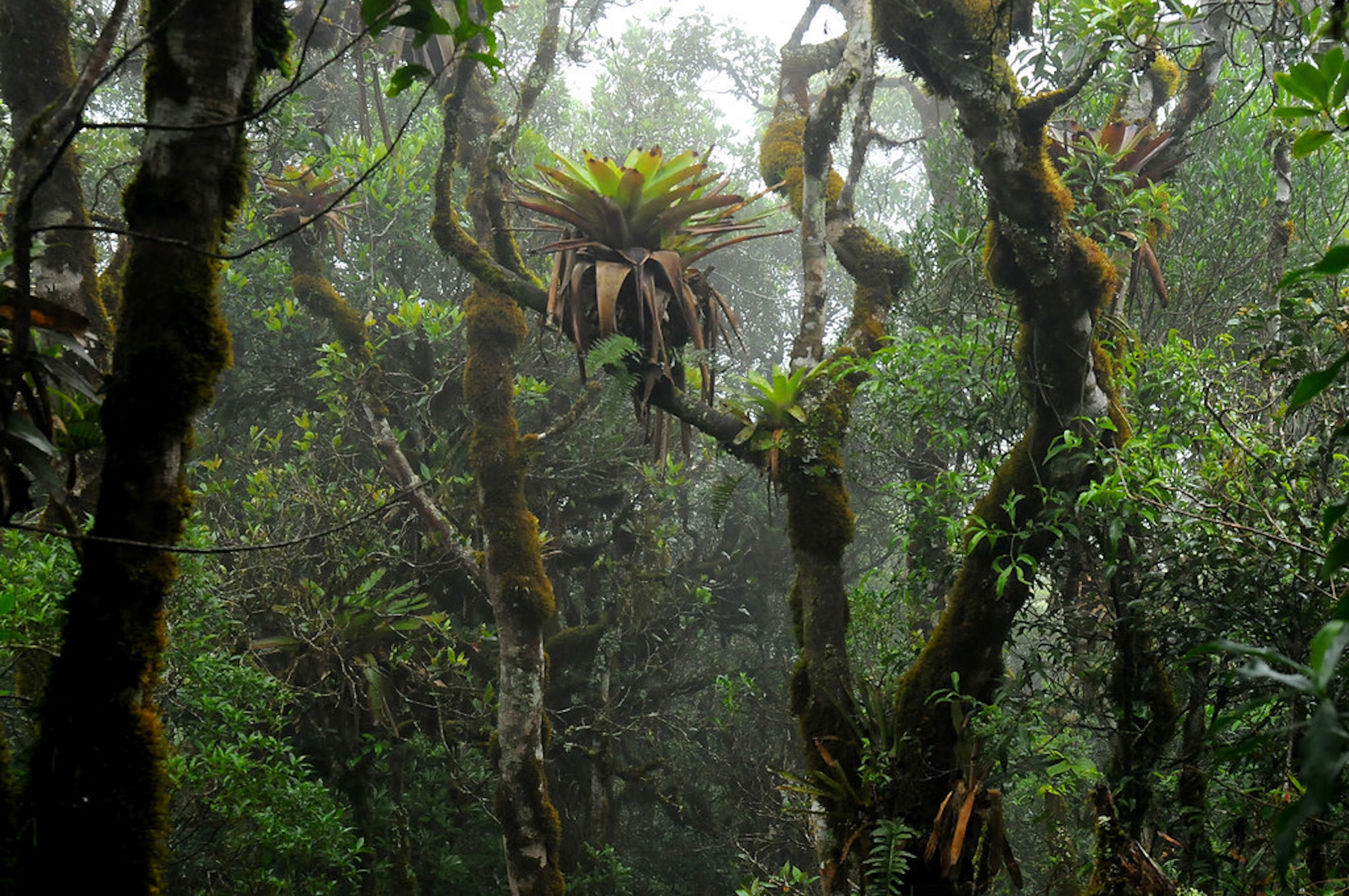 Bromeliads promote plant diversity in the forest by enriching the soil with nutrients