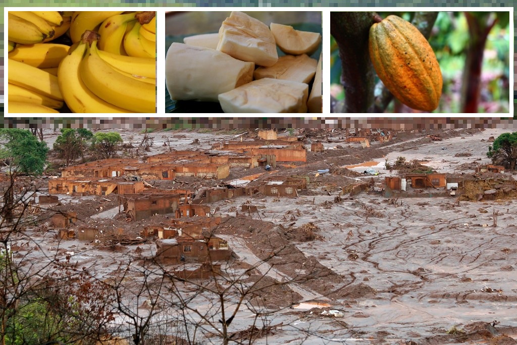 Potentially toxic elements in bananas grown in the Mariana disaster region exceed FAO limits