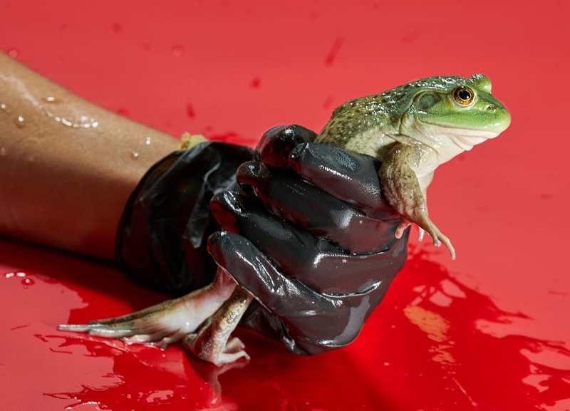 Deadly to amphibians, a fungal strain emerged in Brazil and spread around the world