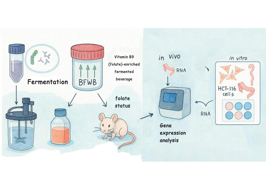 Bio-enriched drink modulates genes linked to utilization of vitamins B9 and D