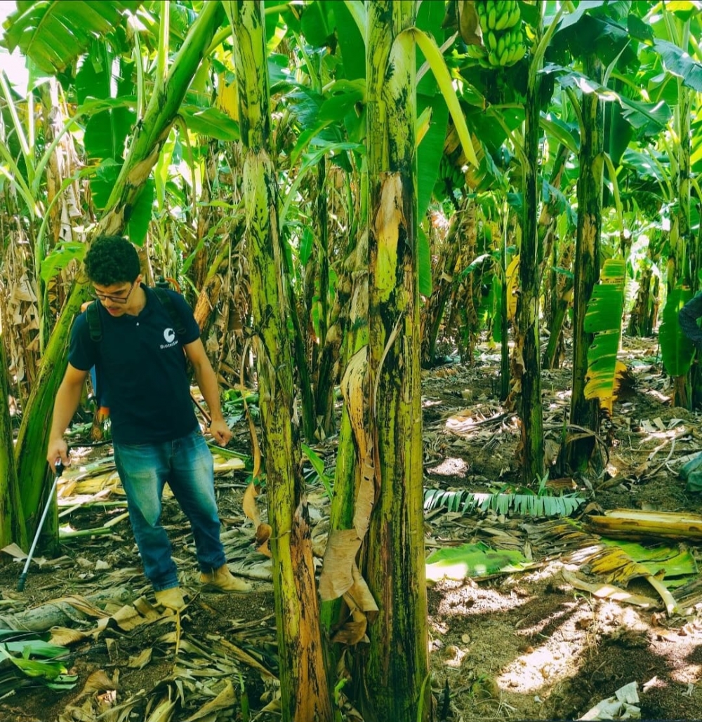 Microalgae-based bioinput can reduce dependence on agricultural fertilizers