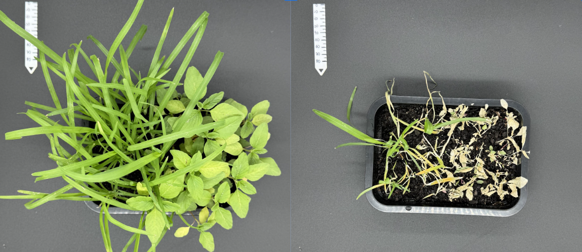 Lack of information hinders regulation of ‘green’ nanopesticides